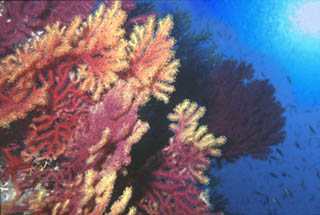 Gorgonie subacqueo fondale