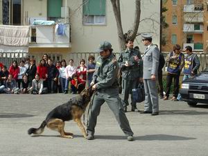 finanza cane 2