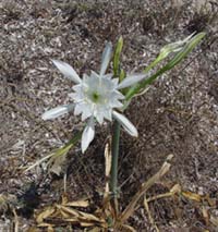 Pancratium maritimum piante