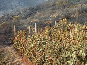 Incendio gentini 710 vigna bruciata