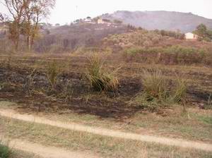 incendio galea inneschi