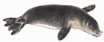 foca monaca