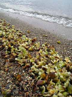 Posidonia frutti