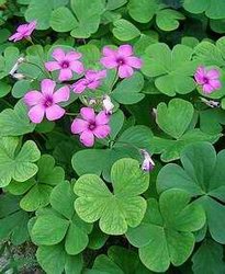 oxalis articulata