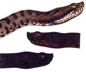 vipera profili