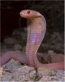 cobra  animali serpente