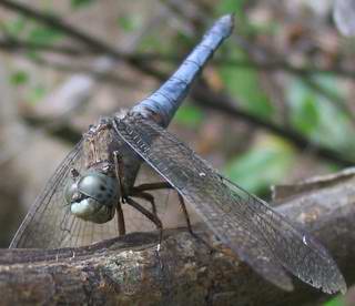 libellula 2