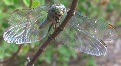 libellula 4