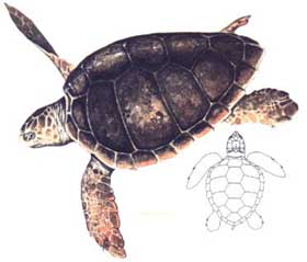 tartaruga mare  caretta caretta