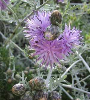 Fiordaliso di Capraia foto