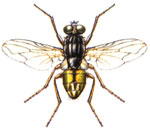 mosca  insetti