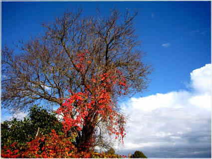 Blu albero rosso