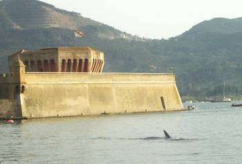 balena 3 torre passannante