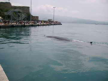 balena 2 giugno 2007