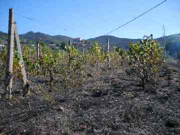 incendio salicastro 2007 4