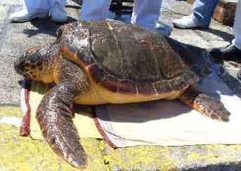 Caretta Caretta 2008  2