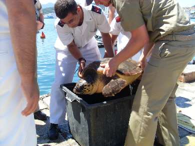 Caretta Caretta 2008 3