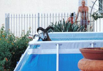 muflone in piscina