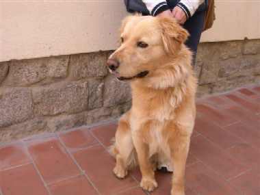 cane meticcio biondo