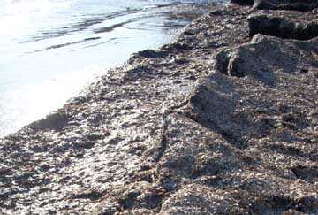 Posidonia felciaio 2009 3