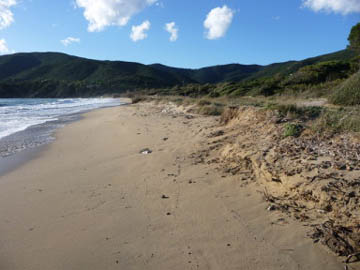 Lacona dune  2009 4 spiaggia