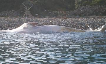 balena spiaggiata a Capo Vita 2011  2
